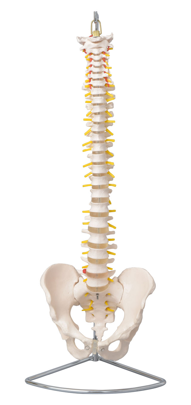 人気激安 【大腿骨付き】脊椎骨盤 の 脊柱模型＋ 専用 スタンド - 事務 