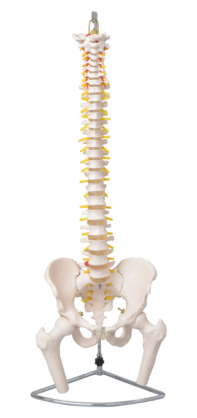 股関節付★脊柱模型可動型椎間板付人体模型神経ヘルニア□インテリア/住まい/日用品