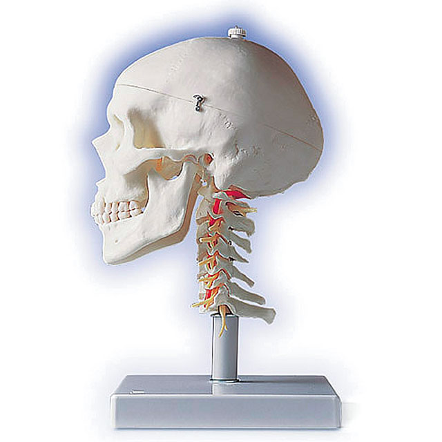 ERLER ZIMMER(エルラージーマー社) ２２分割 マグネット式頭蓋骨模型 