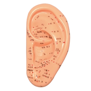 耳経穴模型 TXC-508B
